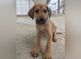 Tiana, geb. ca. 02/2026, lebt in GRIECHENLAND, im städt. Tierheim Serres