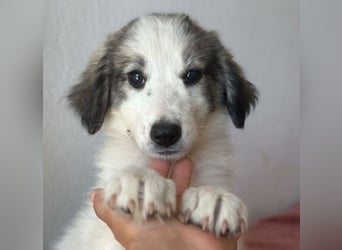 Paloma, geb. ca. 05/2026, lebt in GRIECHENLAND, im städt. Tierheim Serres