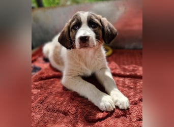 Willa, geb. ca. 01/2024, lebt in GRIECHENLAND, im städt. Tierheim Serres