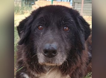 Betty-Boo, geb. ca. 01/2014, lebt in GRIECHENLAND, auf einer privaten Pflegestelle