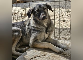 Nina Chuba, geb. ca. 02/2024, lebt in GRIECHENLAND, im städt. Tierheim Serres