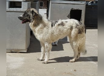 Ludmilla, geb. ca. 05/2025, lebt in GRIECHENLAND, im städt. Tierheim Serres