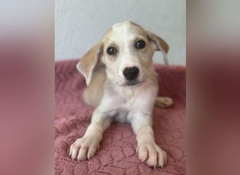 Ivy, geb. ca. 05/2026, lebt in GRIECHENLAND, im städt. Tierheim Serres
