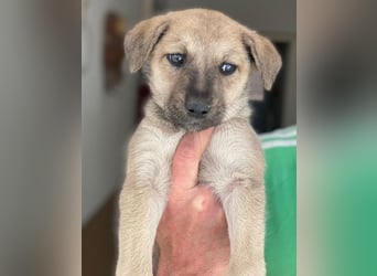 Nessarose, geb. ca. 08/2025, lebt in GRIECHENLAND, im städt. Tierheim Serres