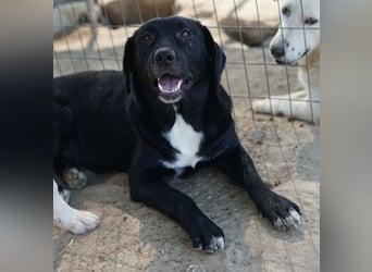 Ria, geb. ca. 10/2024, lebt in GRIECHENLAND, im städt. Tierheim Serres