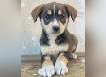 Sissy, geb. ca. 03/2026 , lebt in GRIECHENLAND, auf einer privaten Pflegestelle