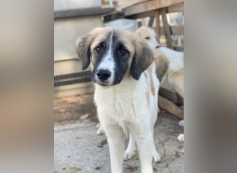 Dinka, geb. ca. 04/2025, lebt in GRIECHENLAND, im städt. Tierheim Serres