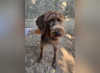 Pebbles, geb. ca. 07/2025, lebt in GRIECHENLAND, auf einer privaten Pflegestelle