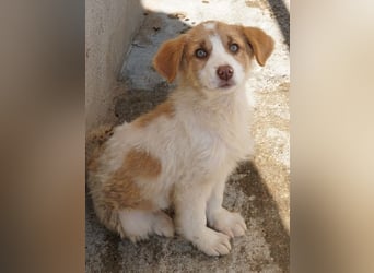 Josefine, geb. ca. 12/2025, lebt in GRIECHENLAND, im städt. Tierheim Serres