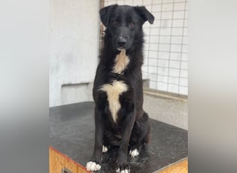 Glorietta, geb. ca. 07/2025, lebt in GRIECHENLAND, im städt. Tierheim Serres