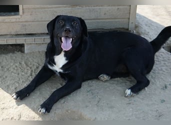 Ria, geb. ca. 10/2024, lebt in GRIECHENLAND, im städt. Tierheim Serres