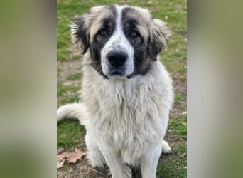 Chef, geb. ca. 07/2025, lebt in GRIECHENLAND, im städt. Tierheim Serres