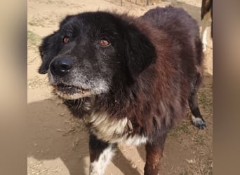 Betty-Boo, geb. ca. 01/2014, lebt in GRIECHENLAND, auf einer privaten Pflegestelle