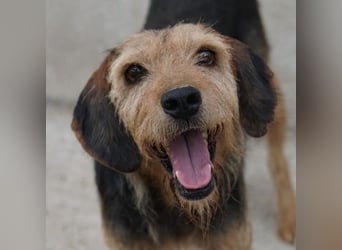 Yasko, geb. ca. 11/2022, lebt auf einer Pflegestelle in 44649 Herne