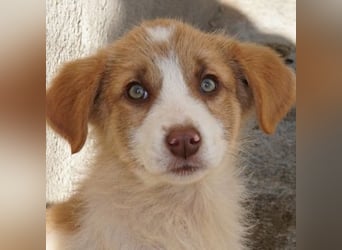 Josefine, geb. ca. 12/2025, lebt in GRIECHENLAND, im städt. Tierheim Serres