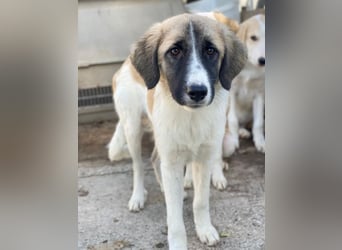 Dinka, geb. ca. 04/2025, lebt in GRIECHENLAND, im städt. Tierheim Serres