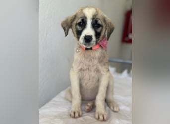 Amira, geb. ca. 03/2026, lebt in GRIECHENLAND, im städt. Tierheim Serres