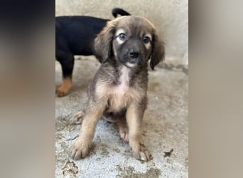 Harissa, geb. ca. 05/2026, lebt in GRIECHENLAND, im städt. Tierheim Serres