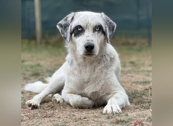 Snow, geb. ca. 06/2023, lebt auf einer Pflegestelle in 47652 Weeze