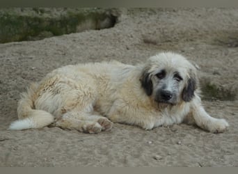Taigo, geb. ca. 09/2025, lebt in GRIECHENLAND, im städt. Tierheim Serres
