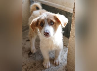 Josefine, geb. ca. 12/2025, lebt in GRIECHENLAND, im städt. Tierheim Serres