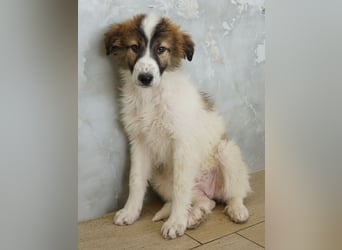 Vera, geb. ca. 12/2025, lebt in GRIECHENLAND, auf einer privaten Pflegestelle