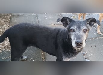 Lilika, geb. ca. 06/2015, lebt in GRIECHENLAND, auf einer privaten Pflegestelle