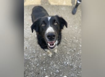 Meredith, geb. ca. 01/2022, lebt in GRIECHENLAND, auf einem Gelände, auf dem die Hunde notdürftig ve