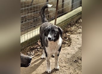 Tsuki, geb. ca. 04/2025, lebt in GRIECHENLAND, auf einer privaten Pflegestelle