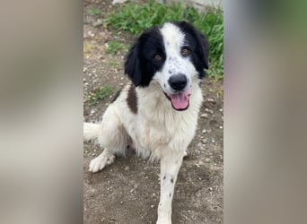 Räuber, geb. ca. 04/2025, lebt in GRIECHENLAND, auf einer privaten Pflegestelle