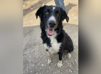 Meredith, geb. ca. 01/2022, lebt in GRIECHENLAND, auf einem Gelände, auf dem die Hunde notdürftig ve