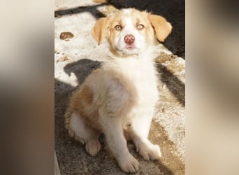 Josefine, geb. ca. 12/2025, lebt in GRIECHENLAND, im städt. Tierheim Serres