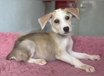 Ivy, geb. ca. 05/2026, lebt in GRIECHENLAND, im städt. Tierheim Serres