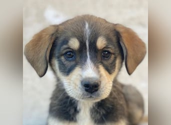 Sissy, geb. ca. 03/2026 , lebt in GRIECHENLAND, auf einer privaten Pflegestelle