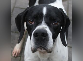 Attila, geb. ca. 08/2024, lebt auf einer Pflegestelle in 67735 Mehlbach