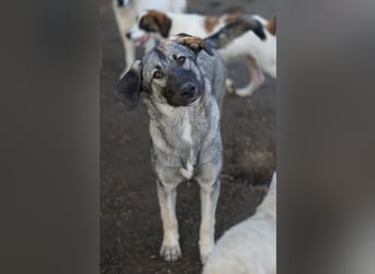 Nina Chuba, geb. ca. 02/2024, lebt in GRIECHENLAND, im städt. Tierheim Serres