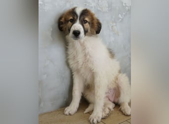 Vera, geb. ca. 12/2025, lebt in GRIECHENLAND, auf einer privaten Pflegestelle