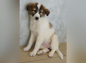 Vera, geb. ca. 12/2025, lebt in GRIECHENLAND, auf einer privaten Pflegestelle