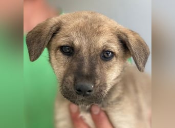 Nessarose, geb. ca. 08/2025, lebt in GRIECHENLAND, im städt. Tierheim Serres