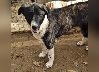 Tsuki, geb. ca. 04/2025, lebt in GRIECHENLAND, auf einer privaten Pflegestelle