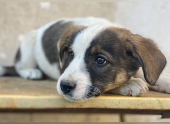 Yoko, geb. ca. 03/2026 , lebt in GRIECHENLAND, auf einer privaten Pflegestelle