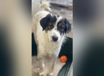 Majolika, geb. ca. 04/2025, lebt in GRIECHENLAND, im städt. Tierheim Serres