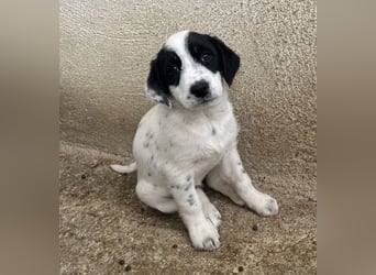 Sarah, geb. ca. 02/2026, lebt in GRIECHENLAND, im städt. Tierheim Serres