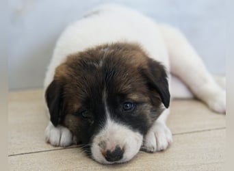 Calma, geb. ca. 01/2026, lebt in GRIECHENLAND, auf einer privaten Pflegestelle