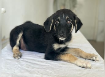 Elina, geb. ca. 03/2026, lebt in GRIECHENLAND, im städt. Tierheim Serres