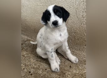 Sarah, geb. ca. 02/2026, lebt in GRIECHENLAND, im städt. Tierheim Serres