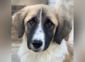 Dinka, geb. ca. 04/2025, lebt in GRIECHENLAND, im städt. Tierheim Serres