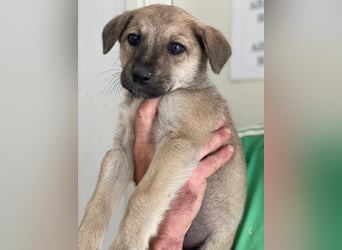 Nessarose, geb. ca. 08/2025, lebt in GRIECHENLAND, im städt. Tierheim Serres