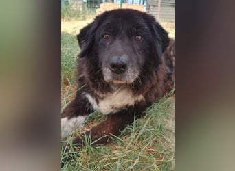 Betty-Boo, geb. ca. 01/2014, lebt in GRIECHENLAND, auf einer privaten Pflegestelle