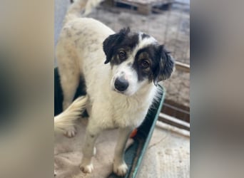 Majolika, geb. ca. 04/2025, lebt in GRIECHENLAND, im städt. Tierheim Serres